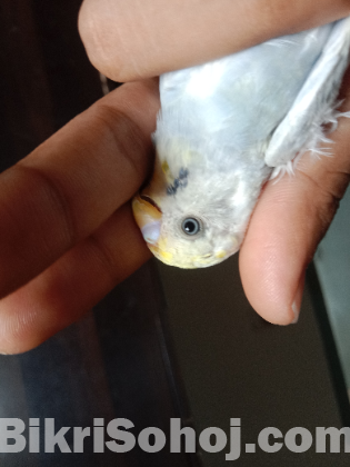 Budgies Bird